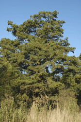 Pinus veitchii