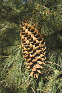 Pinus veitchii