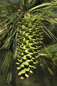 Pinus veitchii