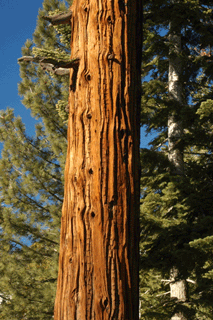 Calocedrus decurrens