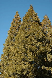 Calocedrus decurrens