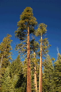 Calocedrus decurrens