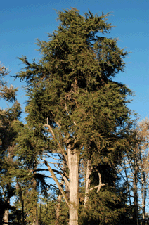 Cupressus pygmaea