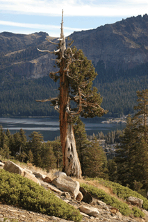 Juniperus occidentalis australis