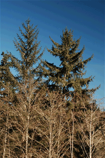 Picea sitchensis
