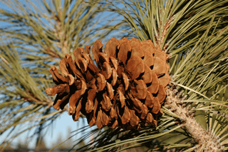 Pinus jeffreyi