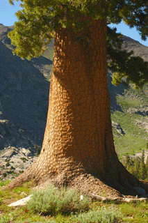 Pinus monticola