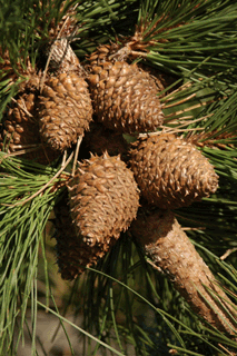 Pinus muricata