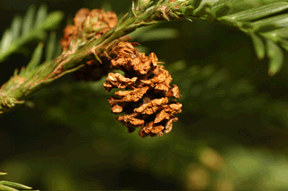 Sequoia sempervirens