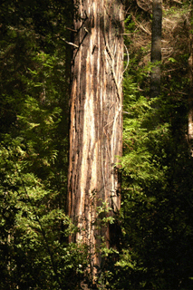 Sequoia sempervirens