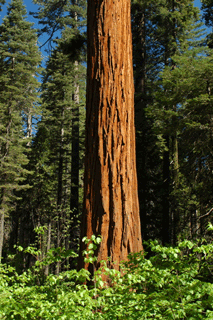Sequoiadendron giganteum