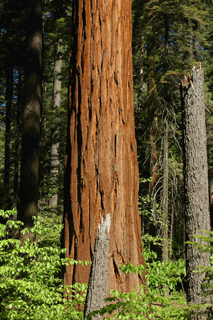 Sequoiadendron giganteum