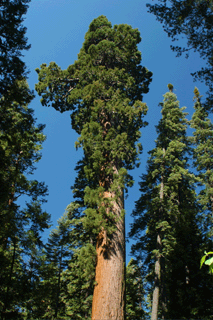 Sequoiadendron giganteum