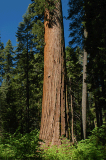 Sequoiadendron giganteum