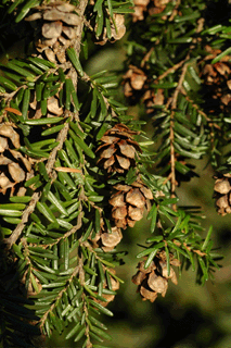 Tsuga heterophylla
