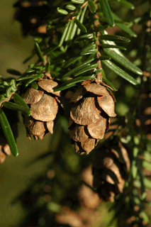 Tsuga heterophylla