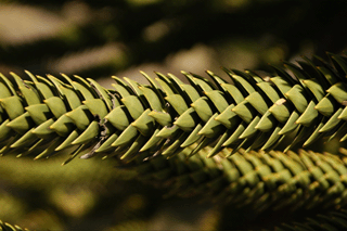 Araucaria araucana