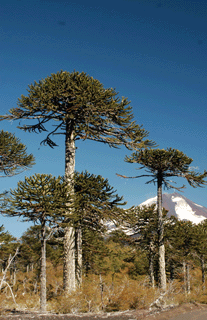 Araucaria araucana