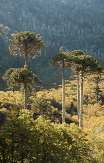 Araucaria araucana