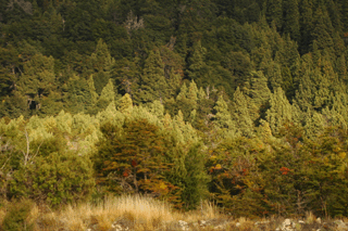 Austrocedrus chilensis