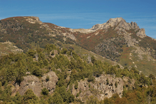 Austrocedrus chilensis