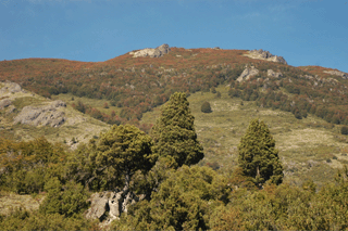 Austrocedrus chilensis