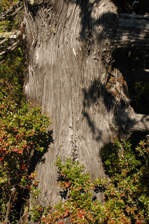 Austrocedrus chilensis