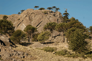 Austrocedrus chilensis