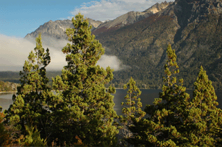 Austrocedrus chilensis