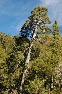 Fitzroya cupressoides