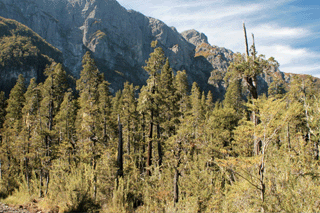 Fitzroya cupressoides