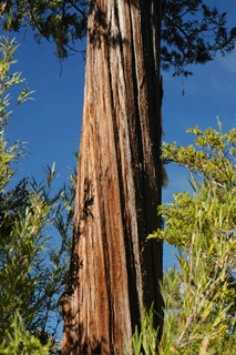 Fitzroya cupressoides
