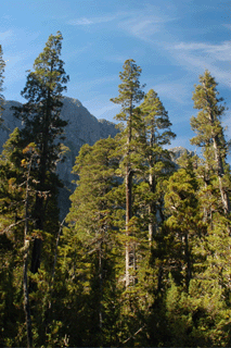 Fitzroya cupressoides