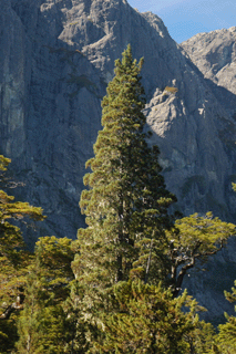 Fitzroya cupressoides