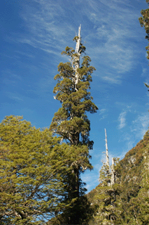 Fitzroya cupressoides