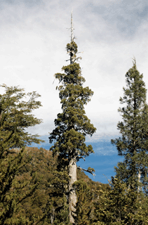 Fitzroya cupressoides