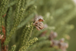 Fitzroya cupressoides