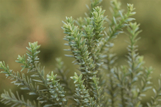 Fitzroya cupressoides