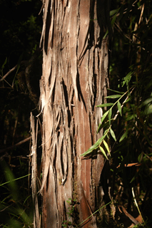 Pilgerodendron uviferum