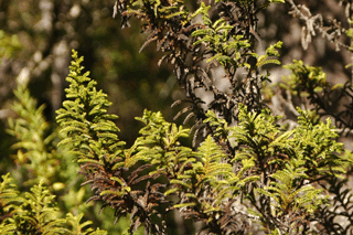 Pilgerodendron uviferum