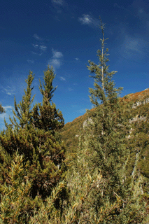 Pilgerodendron uviferum