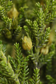 Pilgerodendron uviferum