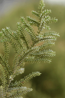 Pilgerodendron uviferum