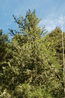 Podocarpus nubigenus