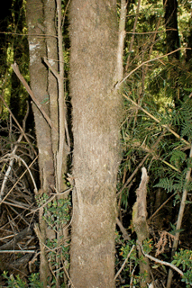 Podocarpus nubigenus