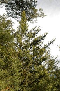 Podocarpus nubigenus