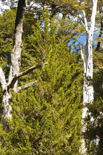 Podocarpus nubigenus