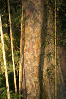 Saxegothea conspicua