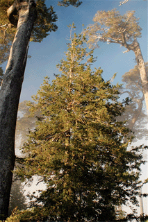 Saxegothea conspicua