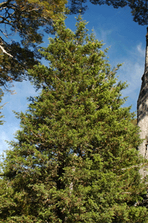 Saxegothea conspicua